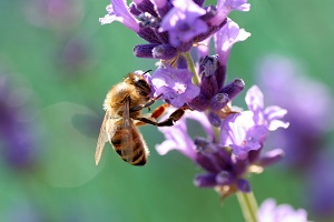 Honey bee on lavender