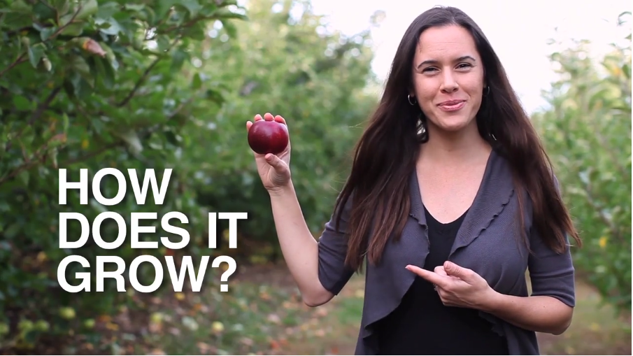 How do apples grow